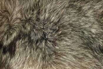 Closeup of Fox fur. Useful as background