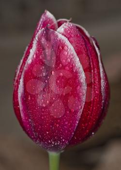 Close-up of the red tulip with droplets