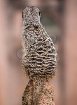 Back of the watchful meerkat on mound. Animals of Africa