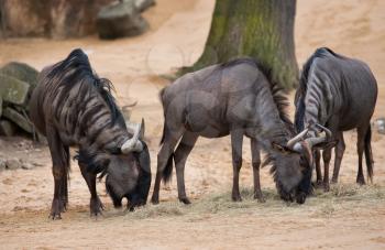 Grazing or pasturing wildebeests: animals from Africa