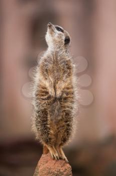 Look  out: watchful meerkat or suricate. Wildlife in Africa