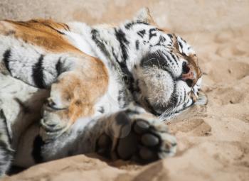 Playful tiger laying on the sand. Mammals and predators