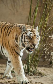 Predator: tiger and bamboo tangle. Animal life of Asia