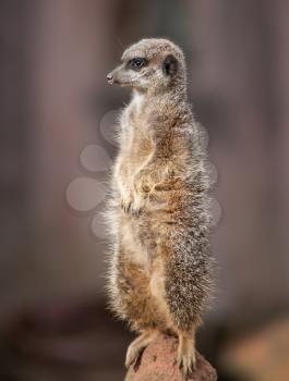 Animal life in Africa: watchful meercat or suricate