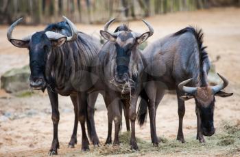 Group of wildebeests: animal life in Africa. Mammals 