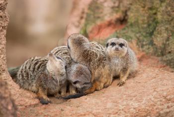 Look out: watchful meerkats.Animal life in Africa