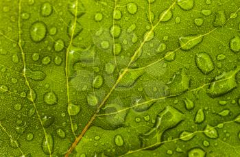 Leaf with water drops: floral or environmental pattern. Extreme macro (artistic shallow DOF)
