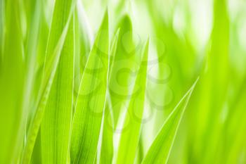 Spring: green grass. Useful as environmental pattern. Large size
