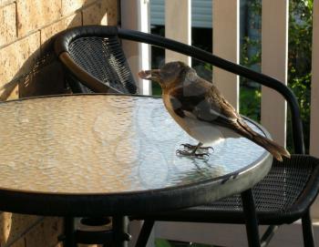 Royalty Free Photo of a Bird on a Table