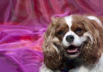 Royalty Free Photo of a Cavalier King Spaniel Pup