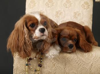 Royalty Free Photo of Cavalier King Spaniel Pups
