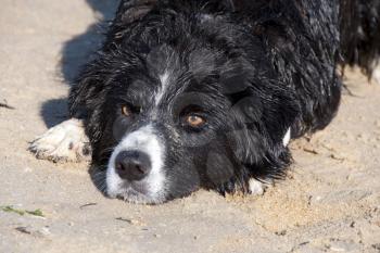 Royalty Free Photo of a Border Collie on the Beach