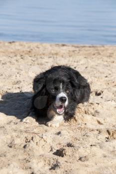 Royalty Free Photo of a Border Collie at the Beach