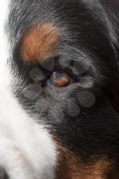 Royalty Free Photo of a Closeup of a Bernese Mountain Dog