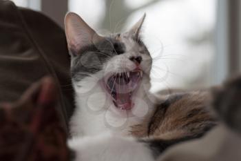 Royalty Free Photo of a Yawning Calico Cat