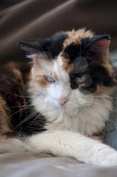 Royalty Free Photo of a Calico Cat on a Couch