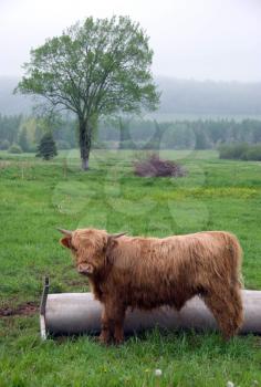 Royalty Free Photo of a Shaggy Young Highland Steer