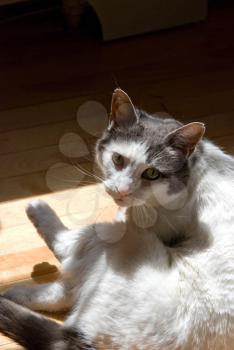 Royalty Free Photo of a Cat Lying in the Sun