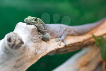 Royalty Free Photo of a Gecko on a Branch