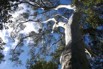 Royalty Free Photo of a Gum Tree