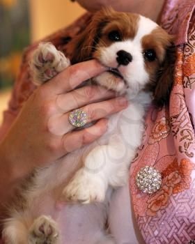 Royalty Free Photo of a King Charles Spaniel Pup