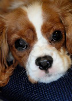 Royalty Free Photo of a Cavalier King Spaniel Pup's Face