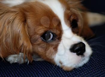 Royalty Free Photo of a Cavalier King Charles Spaniel's Face