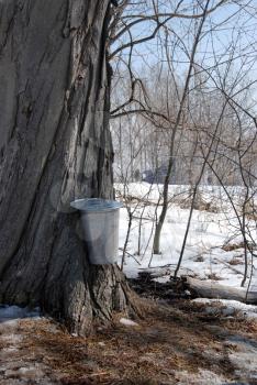 Royalty Free Photo of a Sap Bucket on a Tree