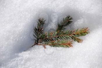 Royalty Free Photo of a Spruce Sprig on Snow