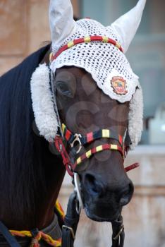 Royalty Free Photo of a Roman Horse