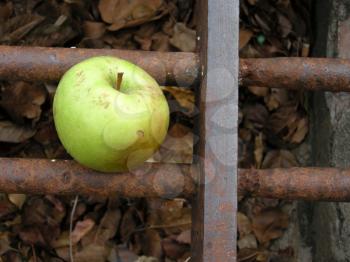 Royalty Free Photo of a Rotten Apple
