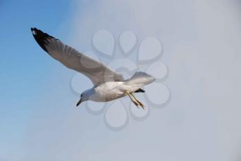 Royalty Free Photo of a Flying Seagull