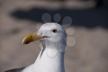 Royalty Free Photo of a Seagull Closeup