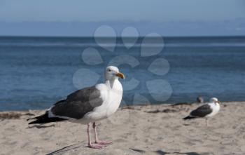 Royalty Free Photo of a Seagull on the Beach