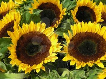 Royalty Free Photo of a Bouquet of Sunflowers