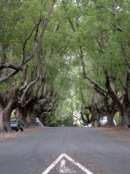 Royalty Free Photo of a Road With Trees in Australia
