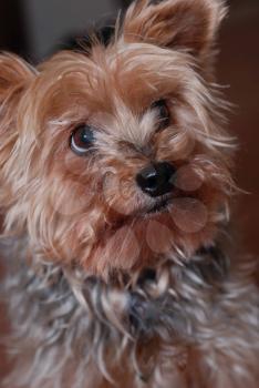 Royalty Free Photo of a Yorkshire Terrier