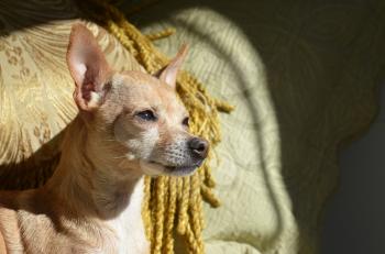 Royalty Free Photo of a Chihuahua