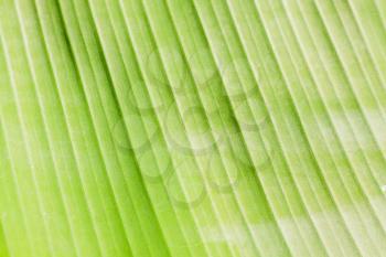 Royalty Free Photo of a Closeup of a Palm Frond