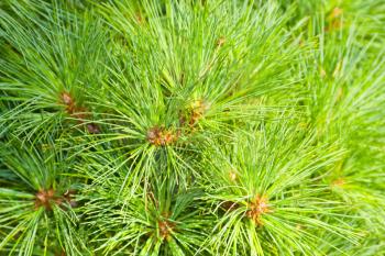 Royalty Free Photo of a Pine Tree
