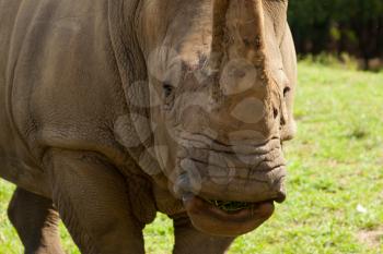 Royalty Free Photo of a Rhino