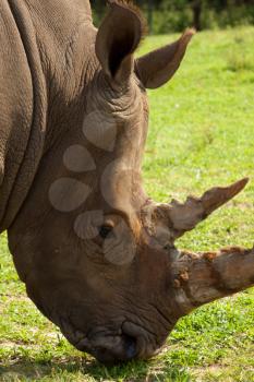 Royalty Free Photo of a Rhino