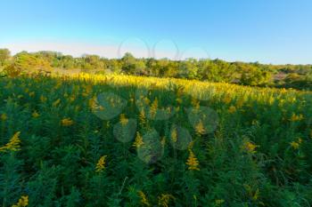 Royalty Free Photo of a Field of Goldenrod