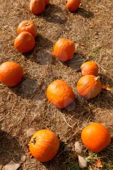 Royalty Free Photo of Pumpkins in a Field