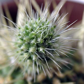 Little thorny baby-cactus.