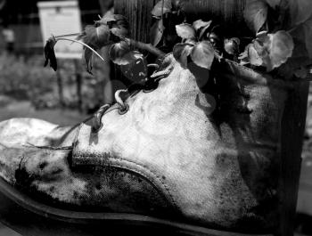 Old boot used as a flower pot in B&W.