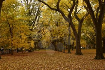 New York City Central Park alley in the Fall.