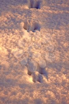 Snow with animal tracks in the early morning light.