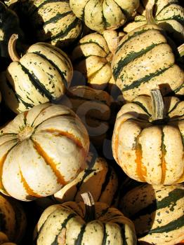 Mini-pumpkins at the farmer's market.