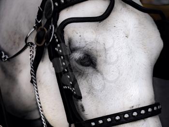 A portrait of the white horse.